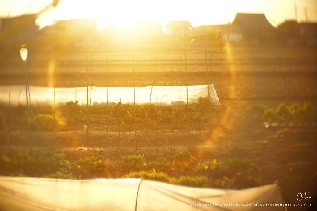 M42マウント VICTOR ENGLAND E.F.2 F1.6 ぐるぐるボケ