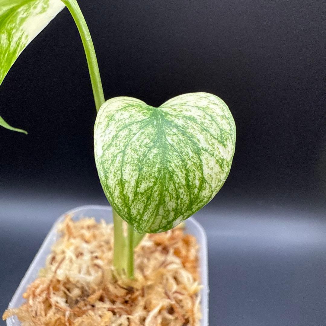 さ*ら様 モンステラ デリシオーサ ミント 特選株