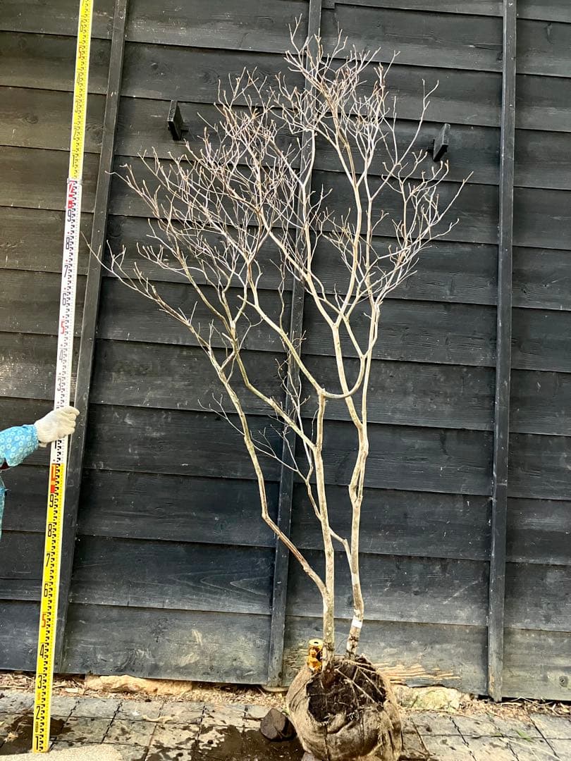 20 山採り　ミツバツツジ オンライン ショッピング 通販インテリア・住まい・小物 - 20 山採り