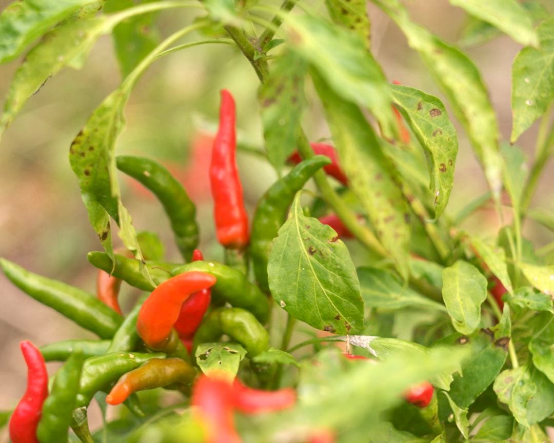 希少品❗️作例付き❗️Zunowの中判レンズ　zuminor 7.5cm f3.5