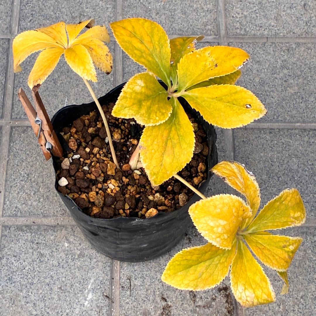 ぽ*の様 ☘️超レア☘️❤️根充実❤️⭐️超⭐️沢山新芽元気株❤️3272⭐️超