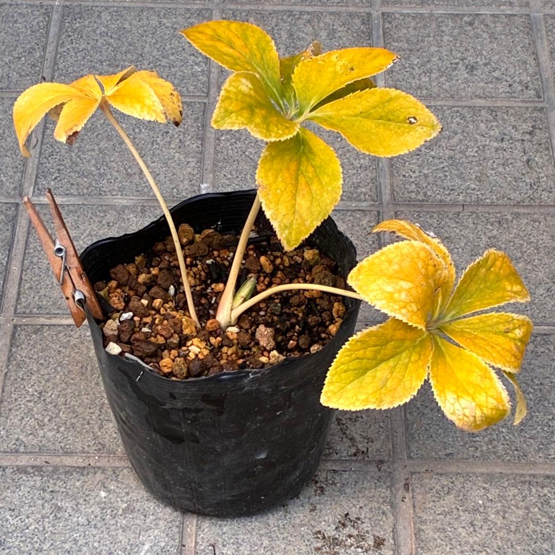 ぽ*の様 ☘️超レア☘️❤️根充実❤️⭐️超⭐️沢山新芽元気株❤️3272⭐️超