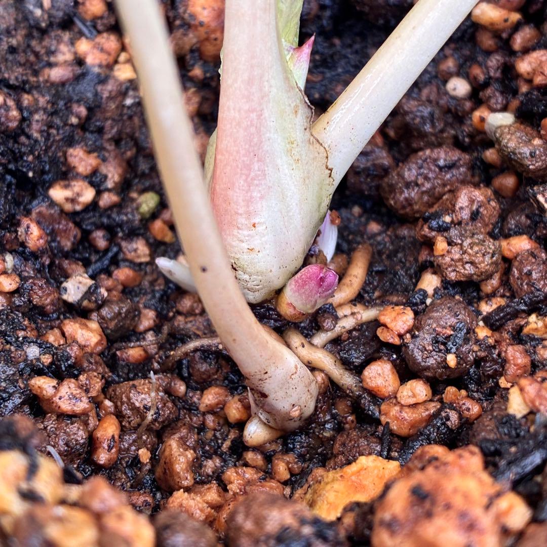 ぽ*の様 ☘️超レア☘️❤️根充実❤️⭐️超⭐️沢山新芽元気株❤️3272⭐️超