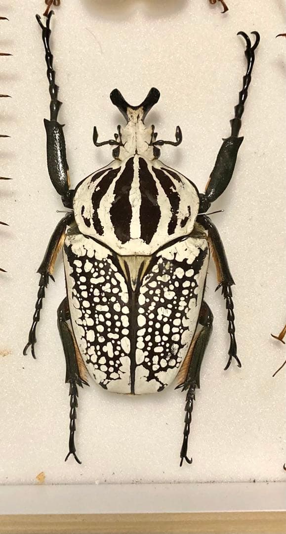 ゴライアスオオツノハナムグリ - メルカリ