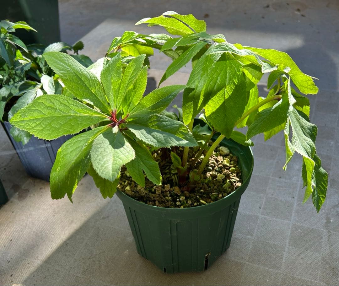 クリスマスローズ 大木ナーサリー アトロ系オーレア ss 6号苗 - メルカリ