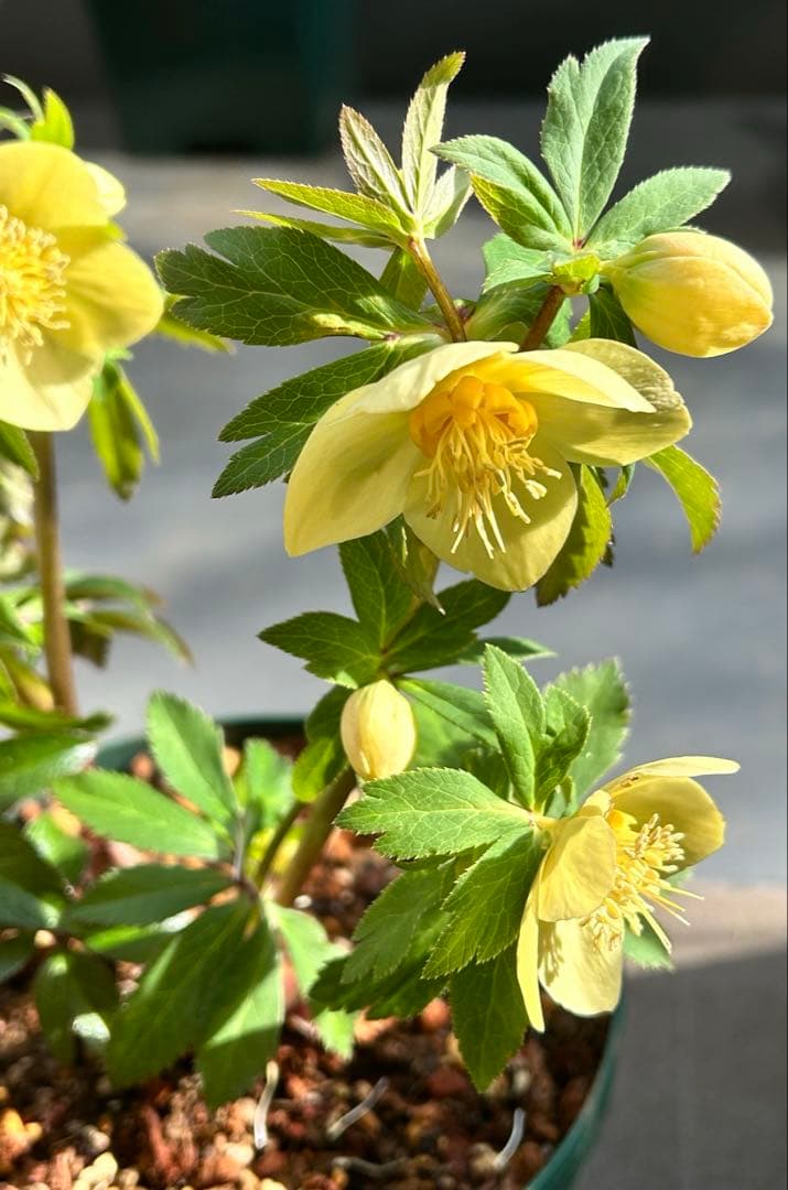 クリスマスローズ 大木ナーサリー アトロ系オーレア ss 6号苗 - メルカリ