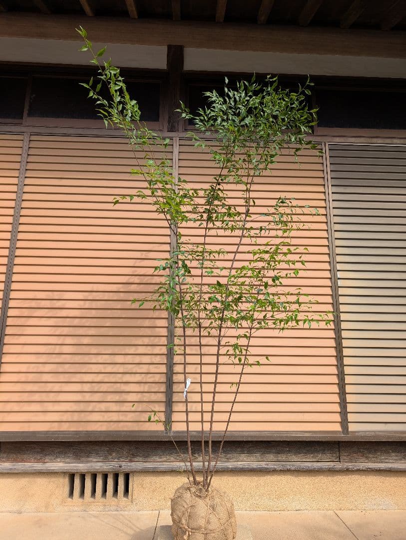 ハイノキ　株立　約1.7m　② ハイノキ 株立ち 約1.7m 特大株 植木苗木 灰の木 規格販売 お買い得な