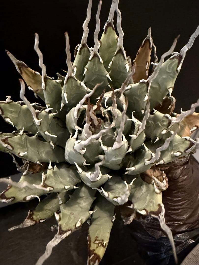 耐寒性アガベ エボリスピナ陽炎◇多肉サボテン南国ドライガーデン 耐寒