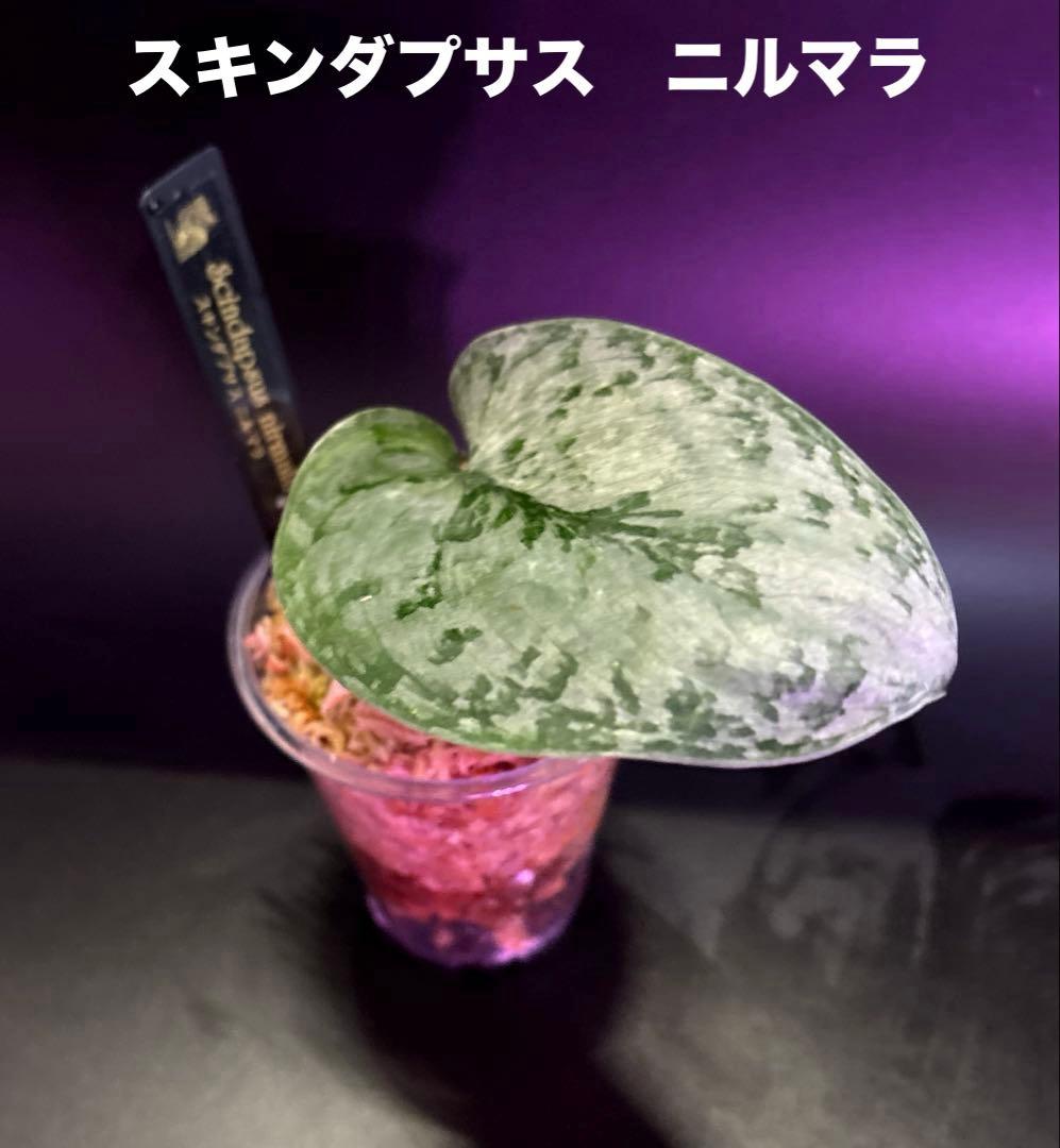 スキンダプサス レア セット H2