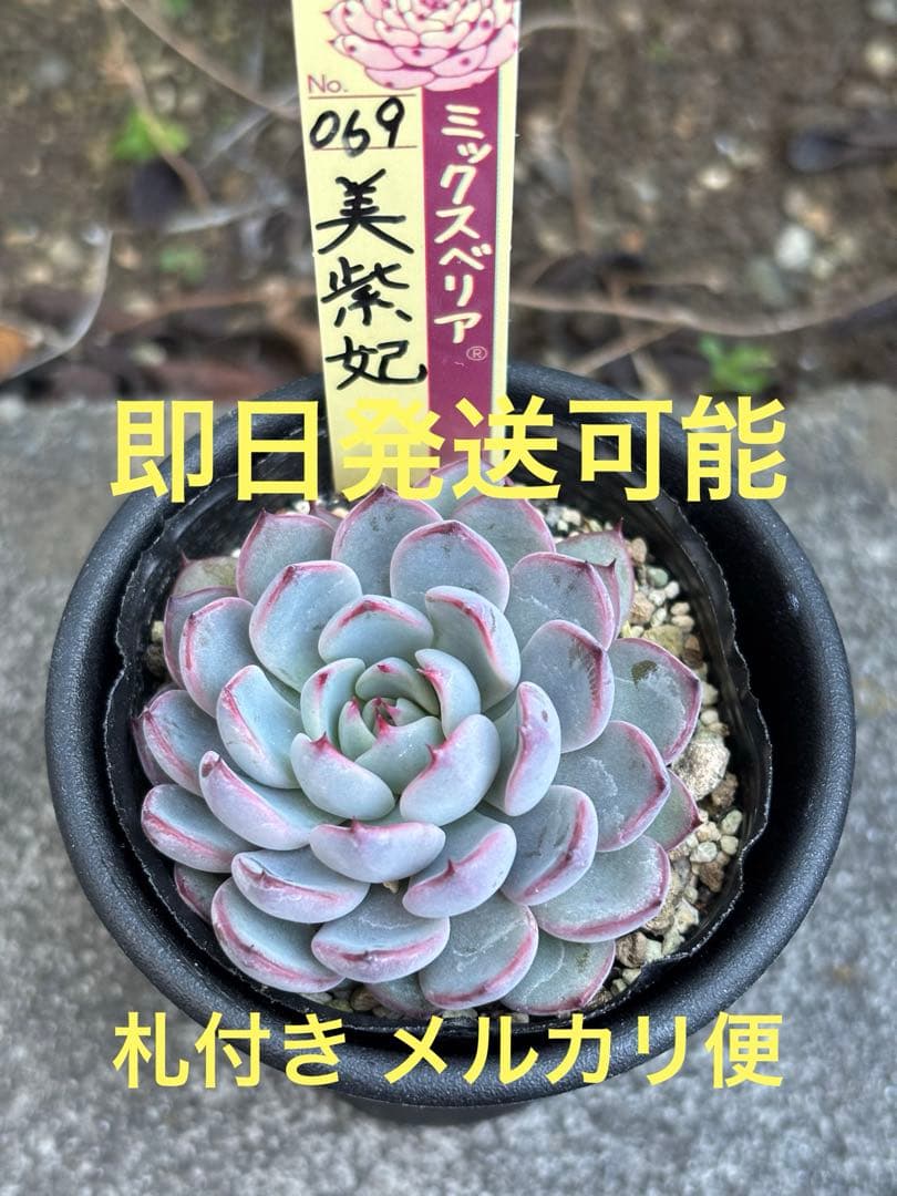 超希少 おらいさん苗 ミックスベリア 美紫妃 札付き 極上株 多肉植物④ 超希少 おらいさん苗 ミックスベリア 美紫妃 札付き 多肉植物NO.2 069