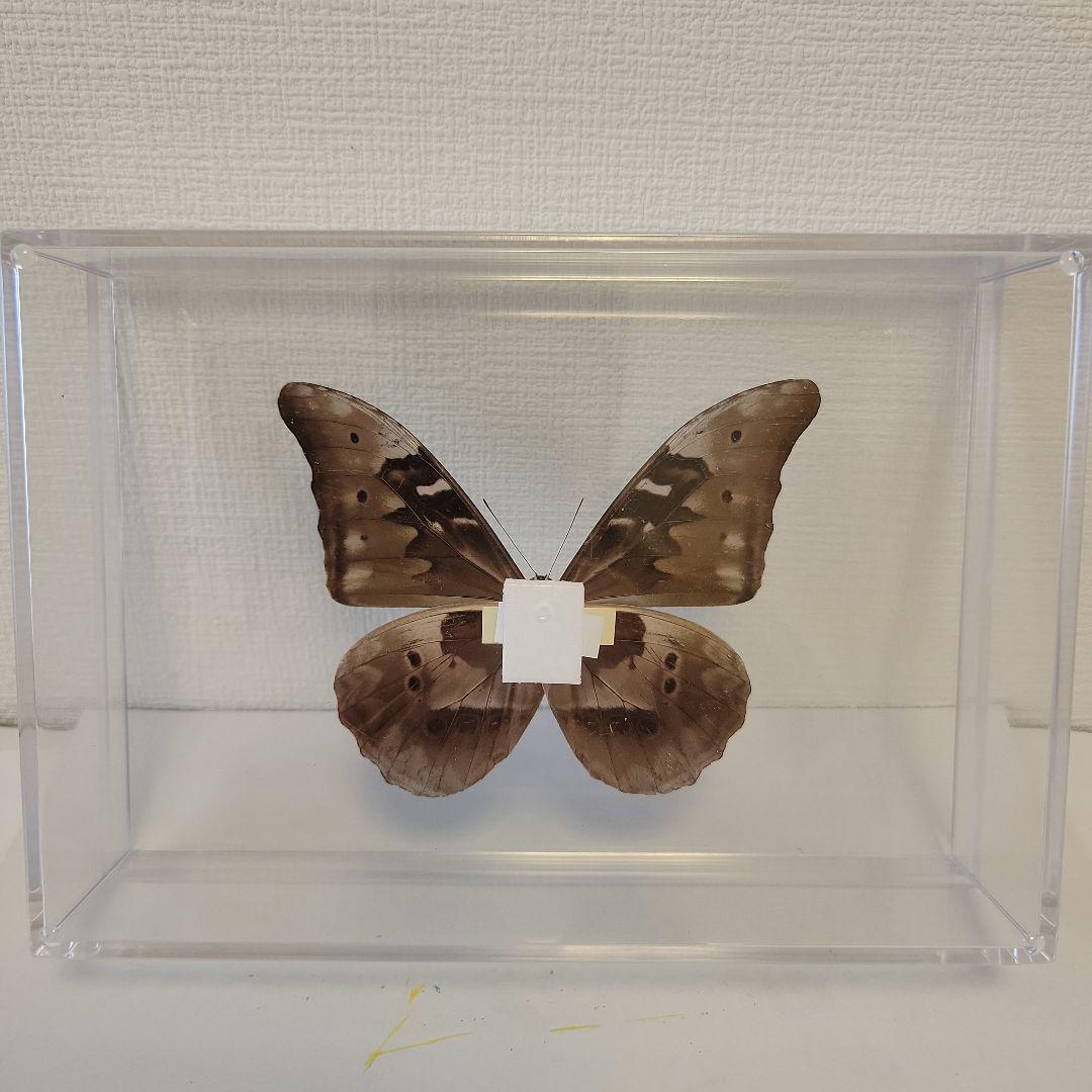 蝶の標本 ブルーモルフォの世界(珍)大型 - メルカリ