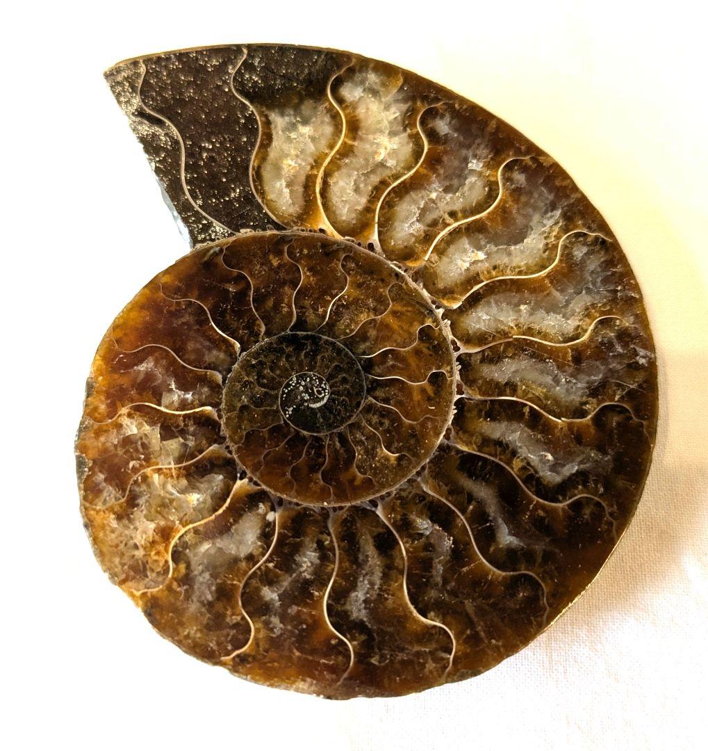 アンモナイト化石 約10cm 茶色と黒 マダガスカル 4億年前 - メルカリ