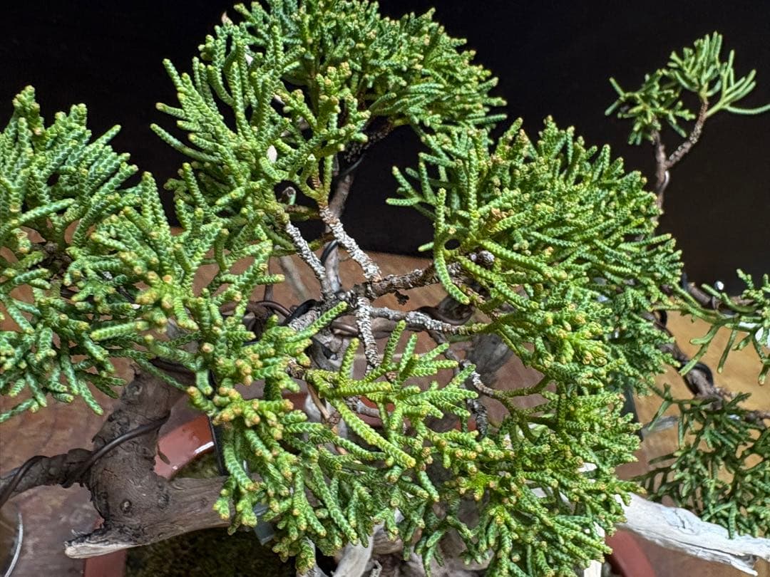サービスオークション盆栽]真柏 - メルカリ