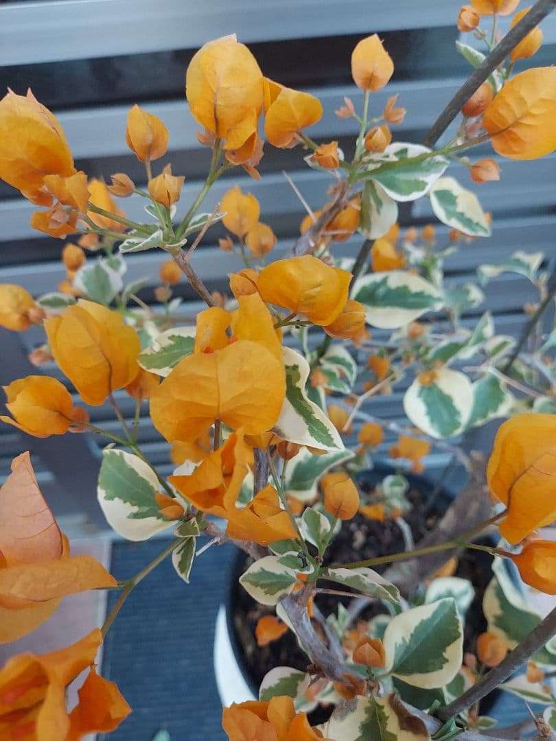 ブーゲンビリア斑入りオレンジイエローNo21 らくらくメルカリ便発送