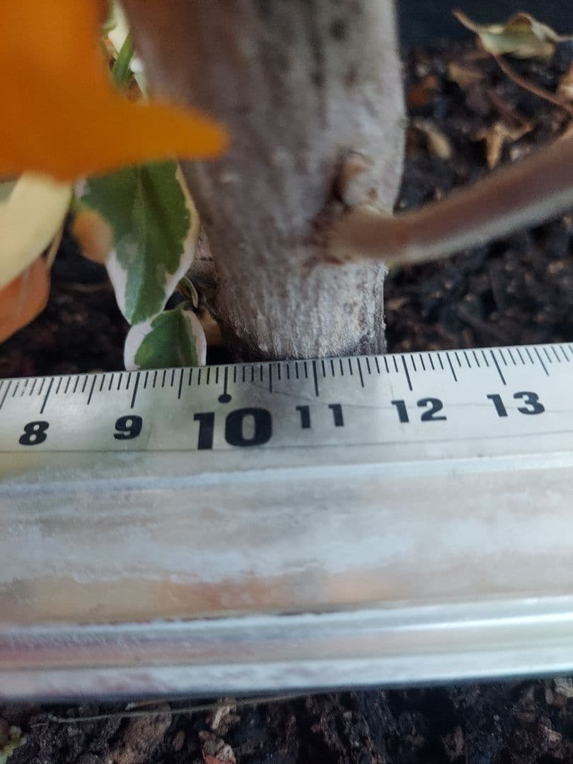 ブーゲンビリア斑入りオレンジイエローNo21 らくらくメルカリ便発送