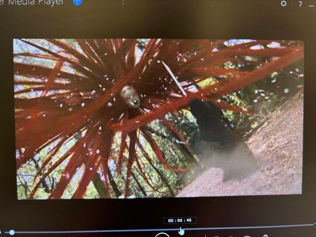 【非売品】レア！Mr.Children フェイク 店頭プロモーション用DVD