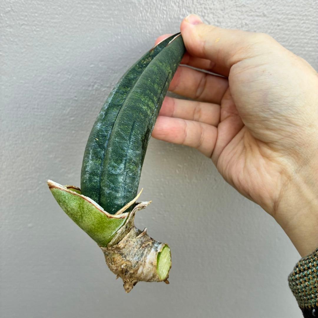 超希少】サンセベリア タンザニア アルシャ - メルカリ