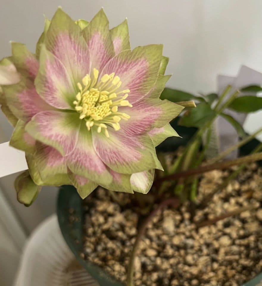 クリスマスローズ 株分け ピエラ トリカラー 吉田園芸さん - メルカリ