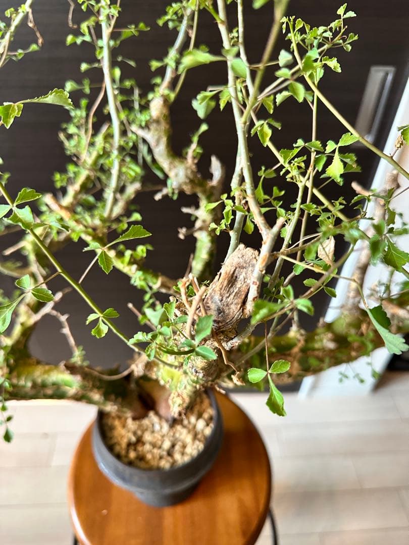 n*o様 特大 コミフォラ カンペストリス Commiphora Campest - メルカリ