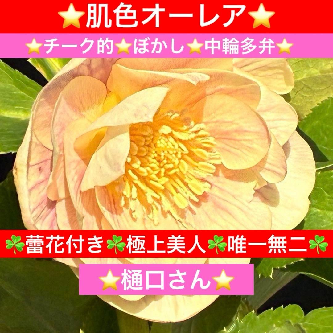 N*所様 3591☘️蕾花付き☘️極上美人☘️唯一無二☘️⭐️肌色オーレア⭐️チ 自分の心に従って楽しく生きようね
