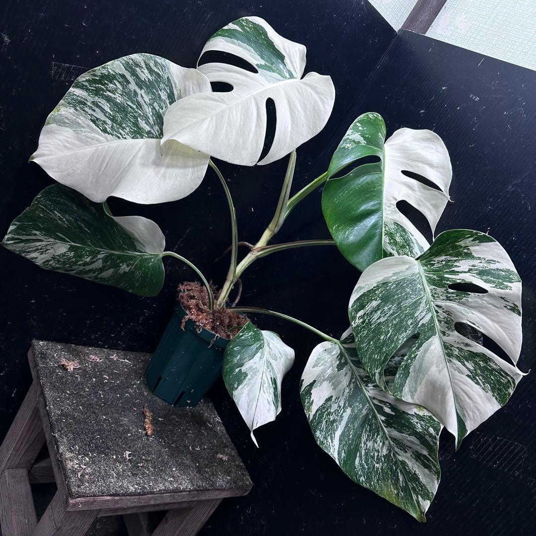 ば*ん様 斑入りモンステラ ホワイトタイガー極美大株51cm白斑多 - メルカリ