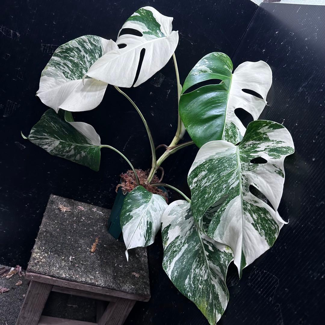 ば*ん様 斑入りモンステラ ホワイトタイガー極美大株51cm白斑多 - メルカリ