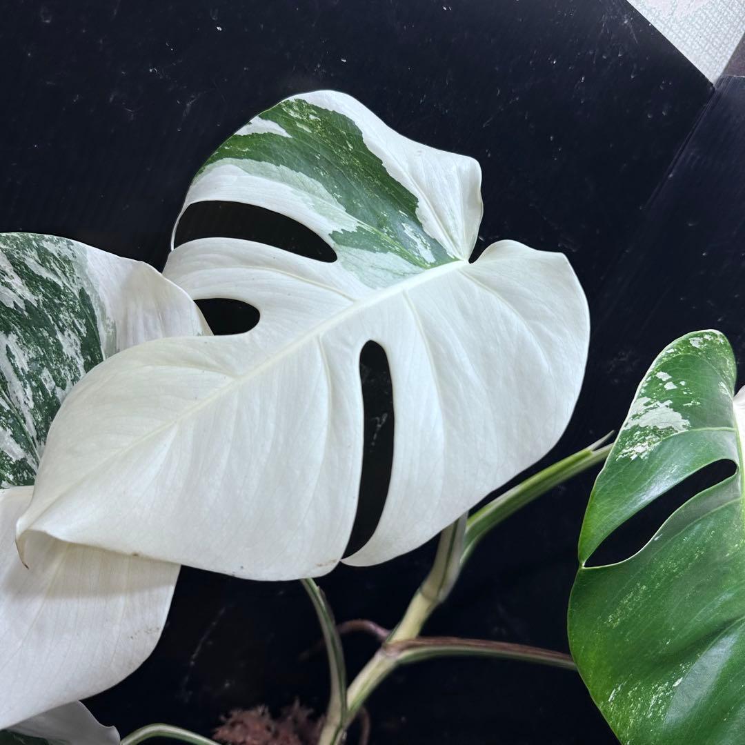 ば*ん様 斑入りモンステラ ホワイトタイガー極美大株51cm白斑多 - メルカリ
