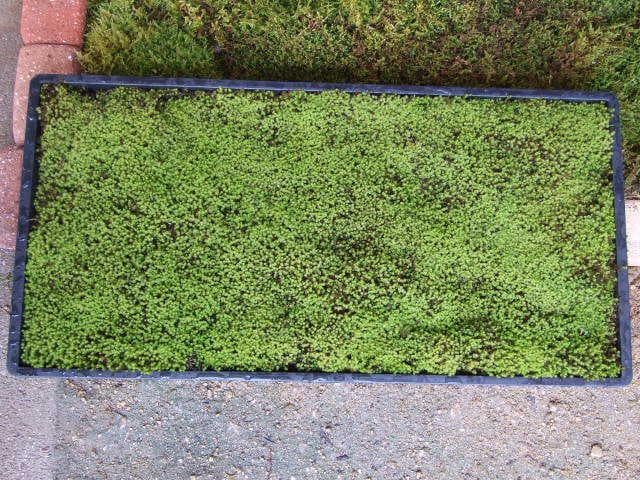 teru3様専用 コケ各種8パレットとカサゴケ15本入1パック - メルカリ