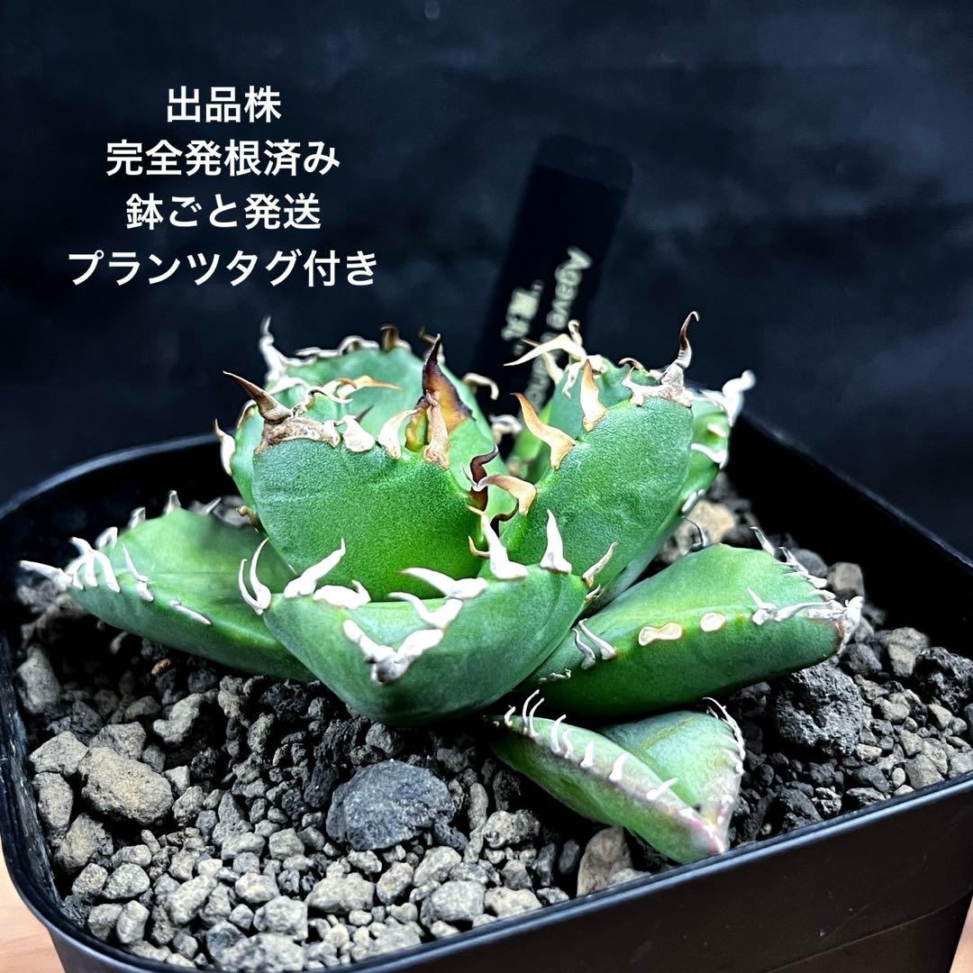 アガベ チタノタ 魔丸 完全発根済み 鉢ごと発送 プランツタグ付き