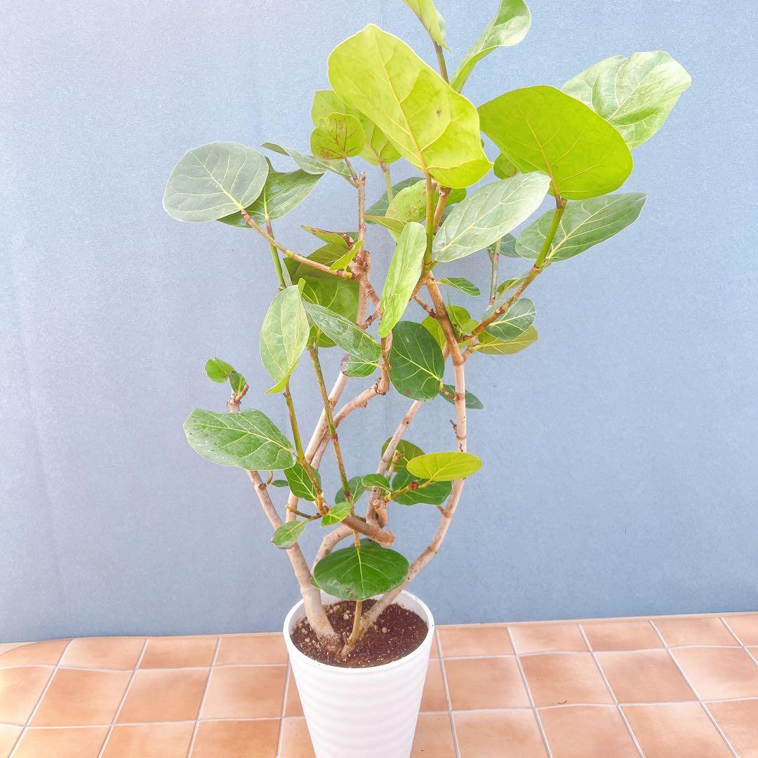 現品 海葡萄 シーグレープ 曲がり 1番 観葉植物 希少 インテリア