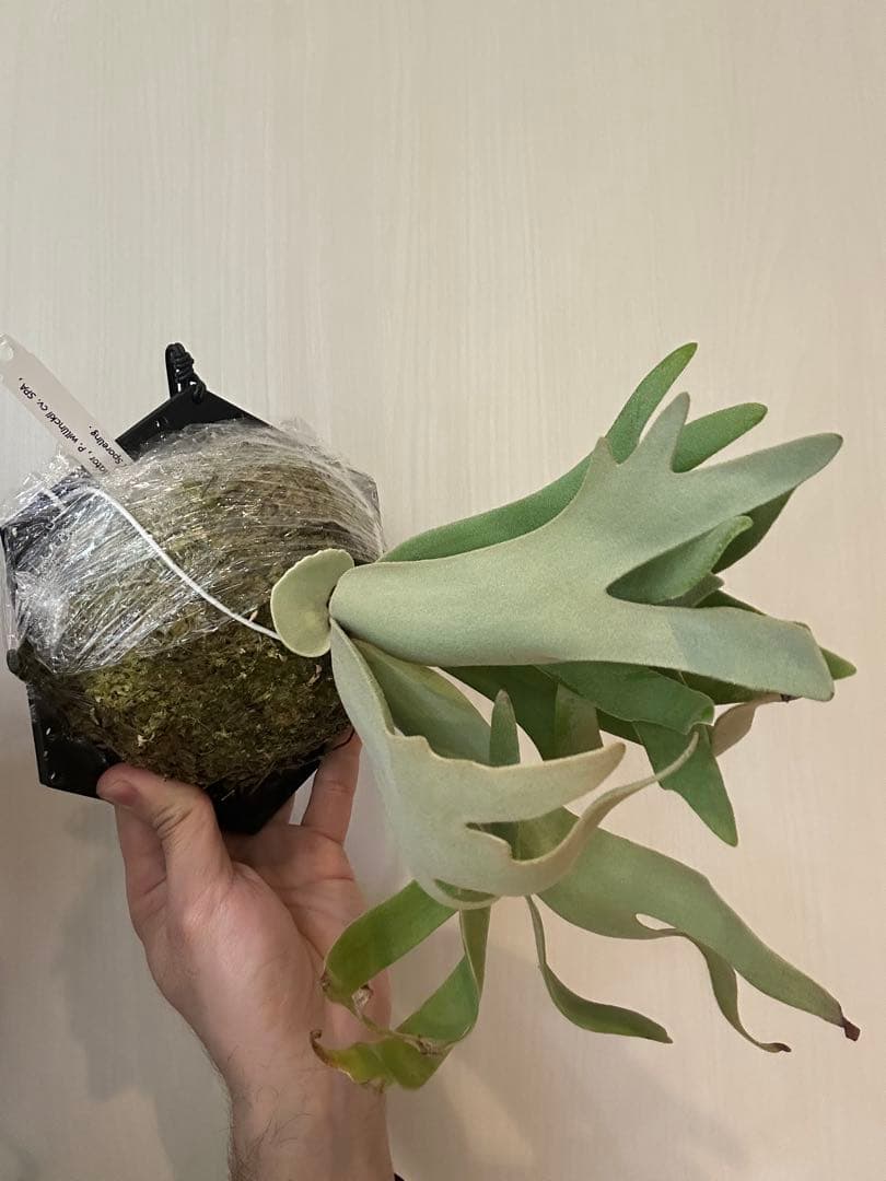 willinckii mix spore Predator, SPA,Kai 4 - メルカリ