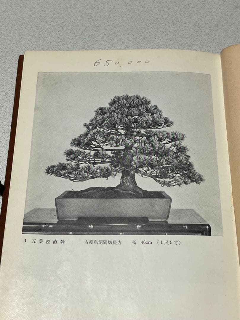 記念帖 盆栽 盆栽鉢 水石 | 激安通販のイーサプライ