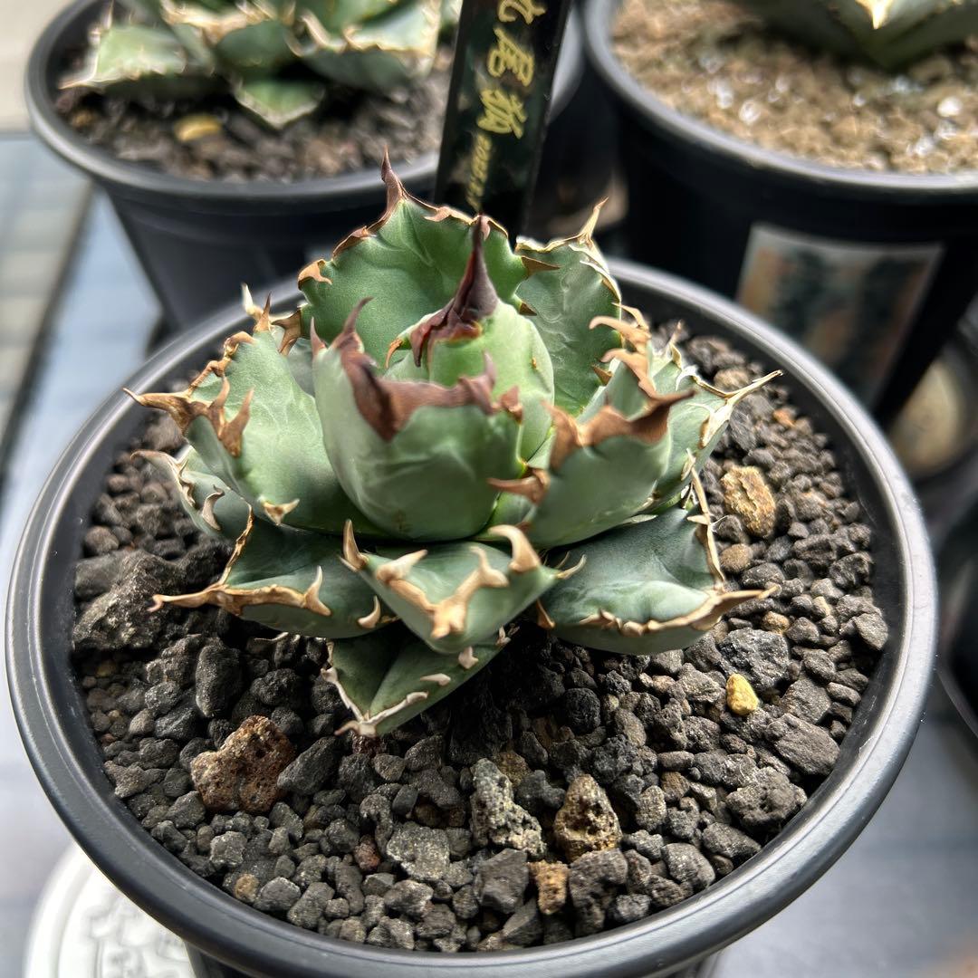 アガベ チタノタ 九尾の狐 - メルカリ