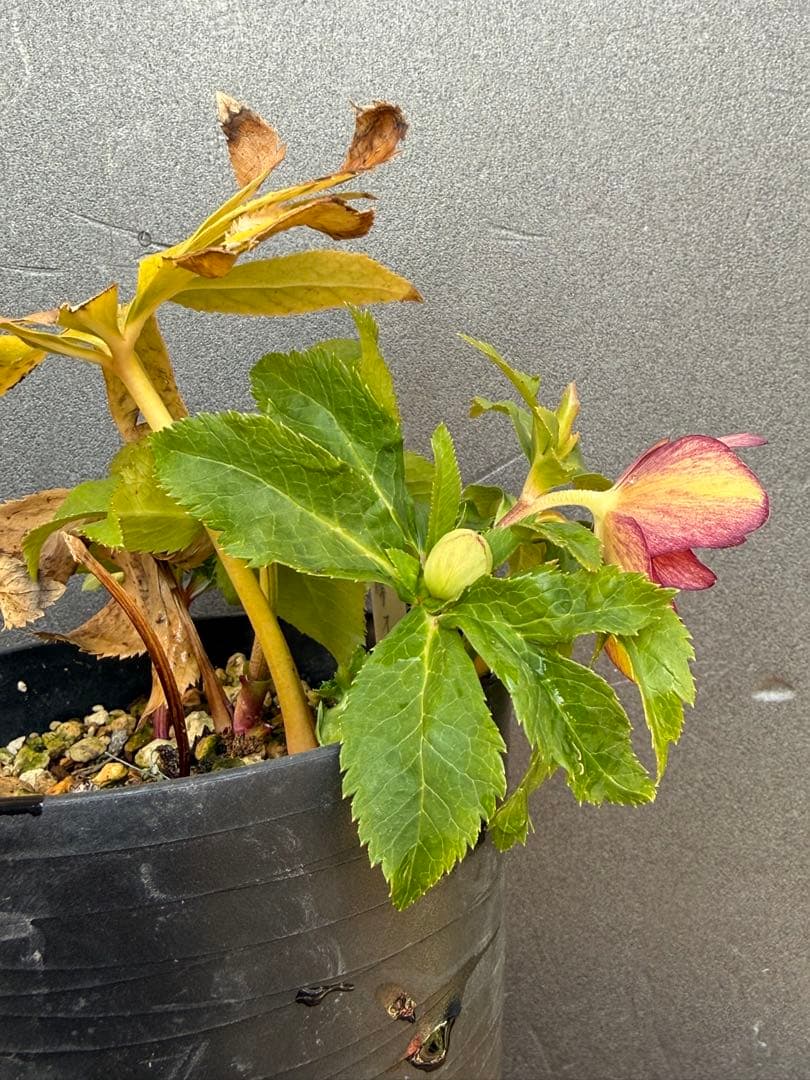 クリスマスローズ 開花株ddムルチオーレア 充実株 大木ナーセリー