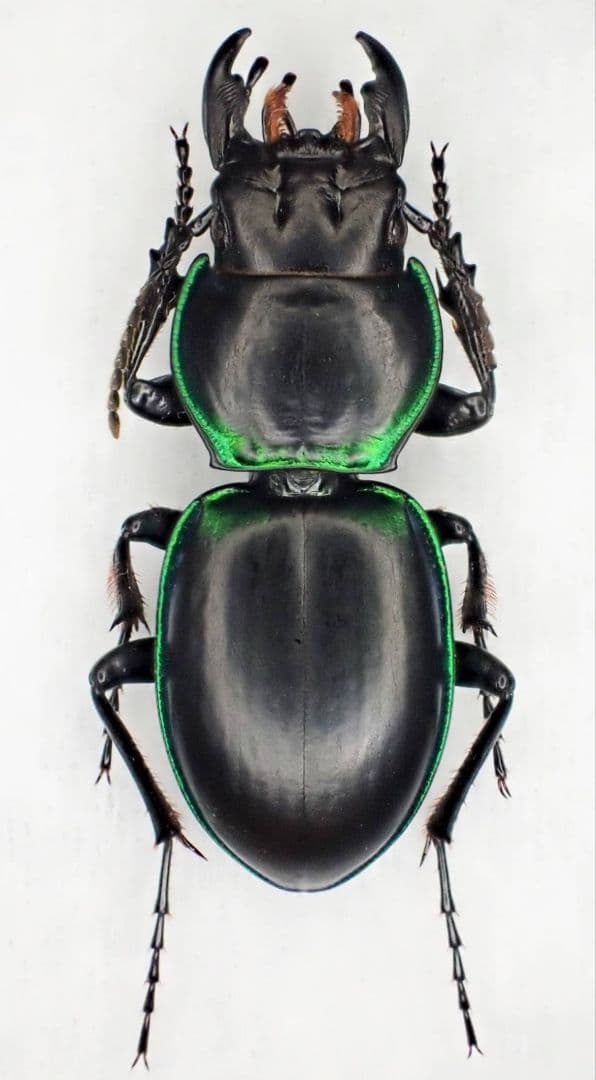 アメリカ産ゴミムシ エグリゴミムシの一種 Pseudozaena tricostata opaca インドネシア