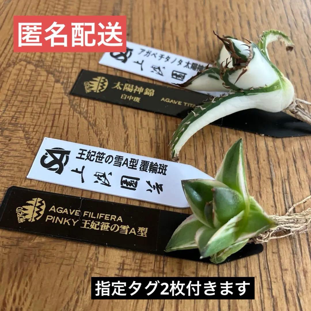 初売りセット③】87 アガベ 太陽神錦 ピンキー TC2株 匿名配送