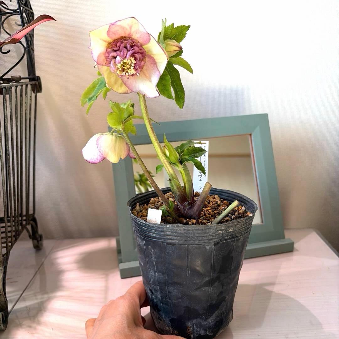 【加藤農園】クリスマスローズ　認定モーリープリマヴェーラ《1/19》