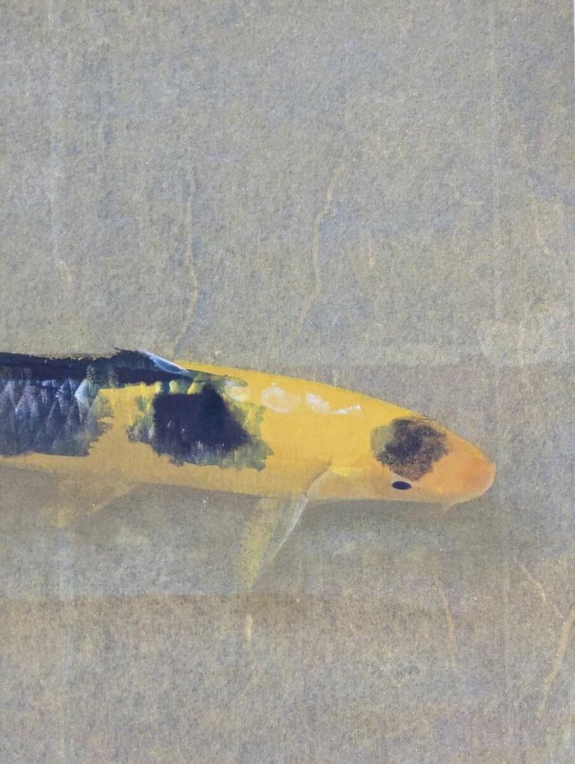 真作】掛軸 梶喜一 鯉 日本画 吉祥画題 出世鯉 二重箱入 U33 - メルカリ