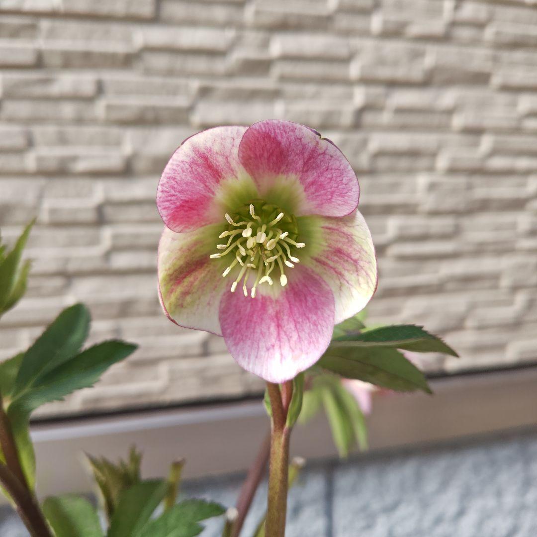 こ*ち様 クリスマスローズ 大和園 パステリッシュストレイン① 園芸ネット本店｜大和園さんのクリスマスローズ：24-07パステリッシュ