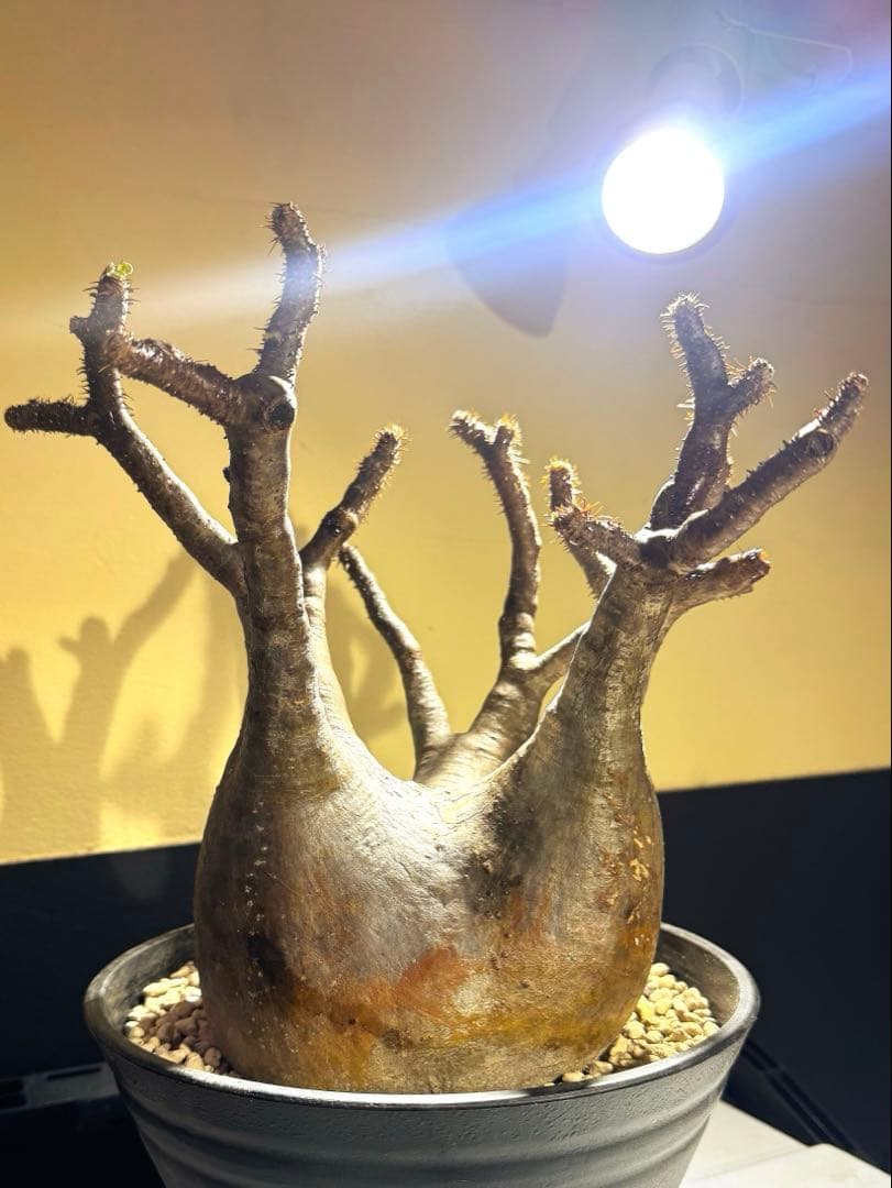 中型塊根植物　グラキリス　只今、 水耕管理中 多枝株 園芸ネット本店｜パキポディウム：グラキリス（多分枝・発根済み株）4