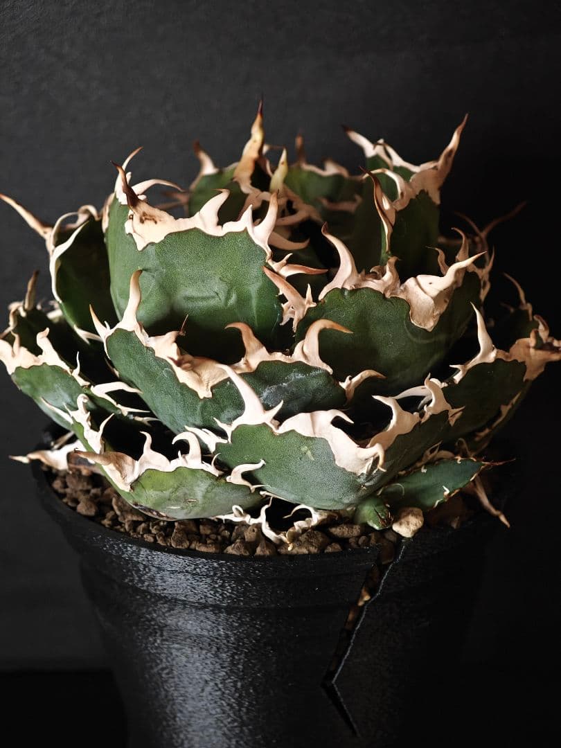 アガベ チタノタ 白鯨 陽炎タイプ 選抜株 親株 子株4つ付き