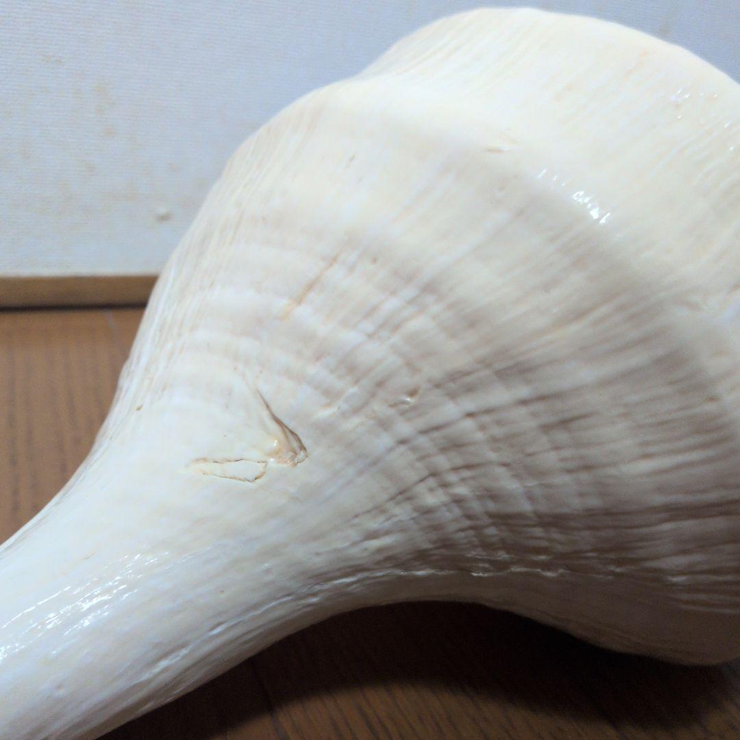 希少・40cm超え！】アラフラオオニシ貝 法螺貝 コレクション www