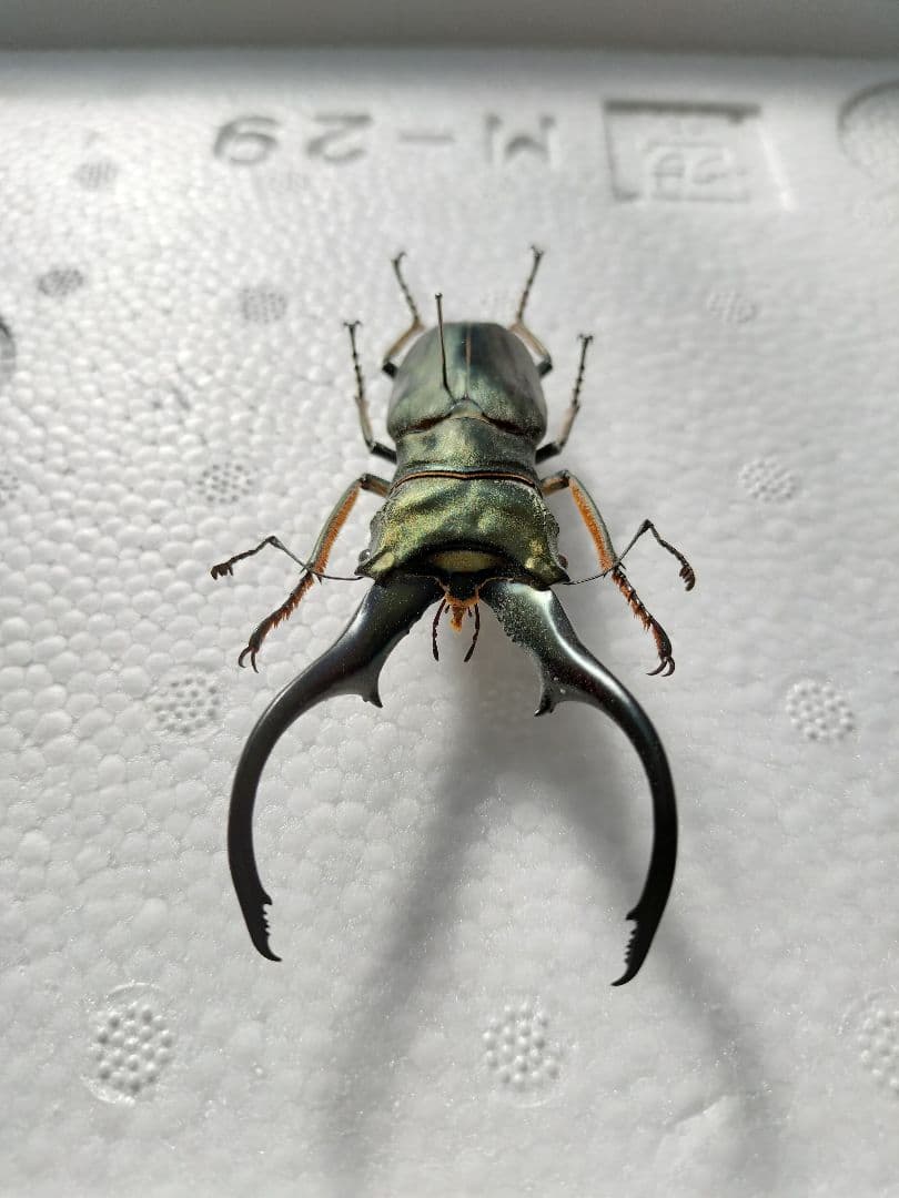 特大モンギローニホソアカクワガタ標本（超貴重） - メルカリ