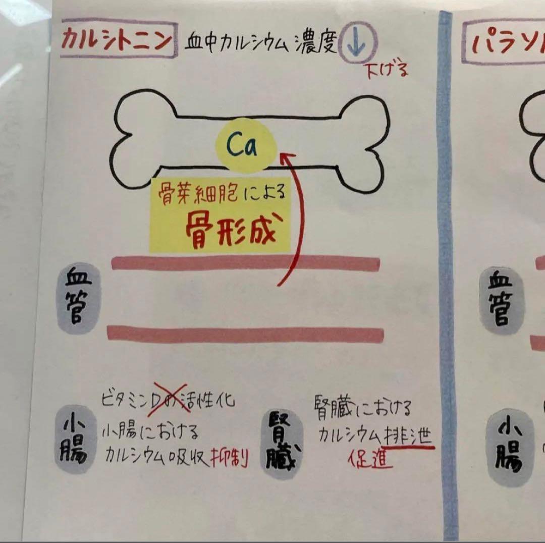 管理栄養士国家試験 まとめノート 9科目すべて | Shop at Mercari from