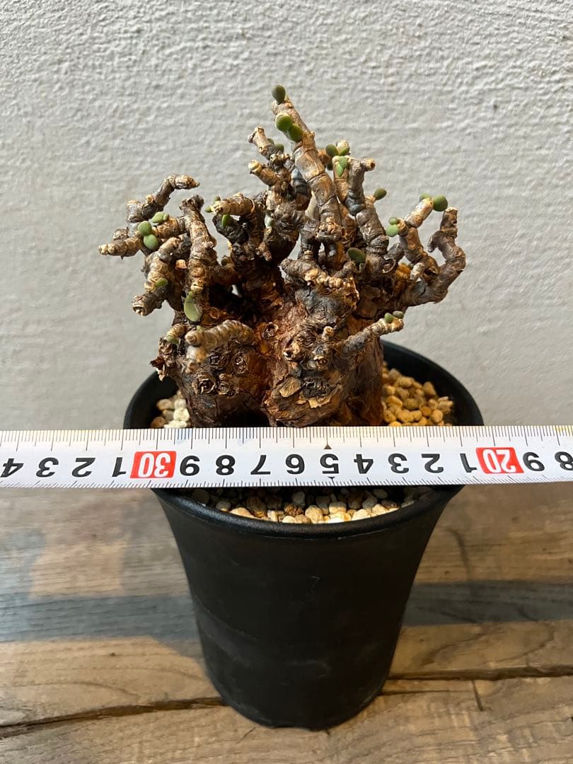 発根済 ケラリアピグマエア ベアルート株 ⑦