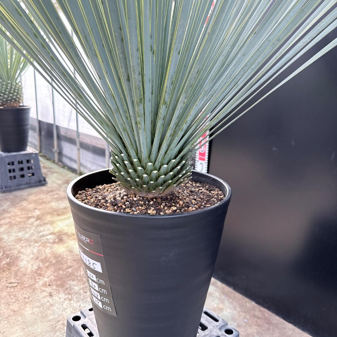 AL1185】ユッカ ロストラータ ランチョブルー