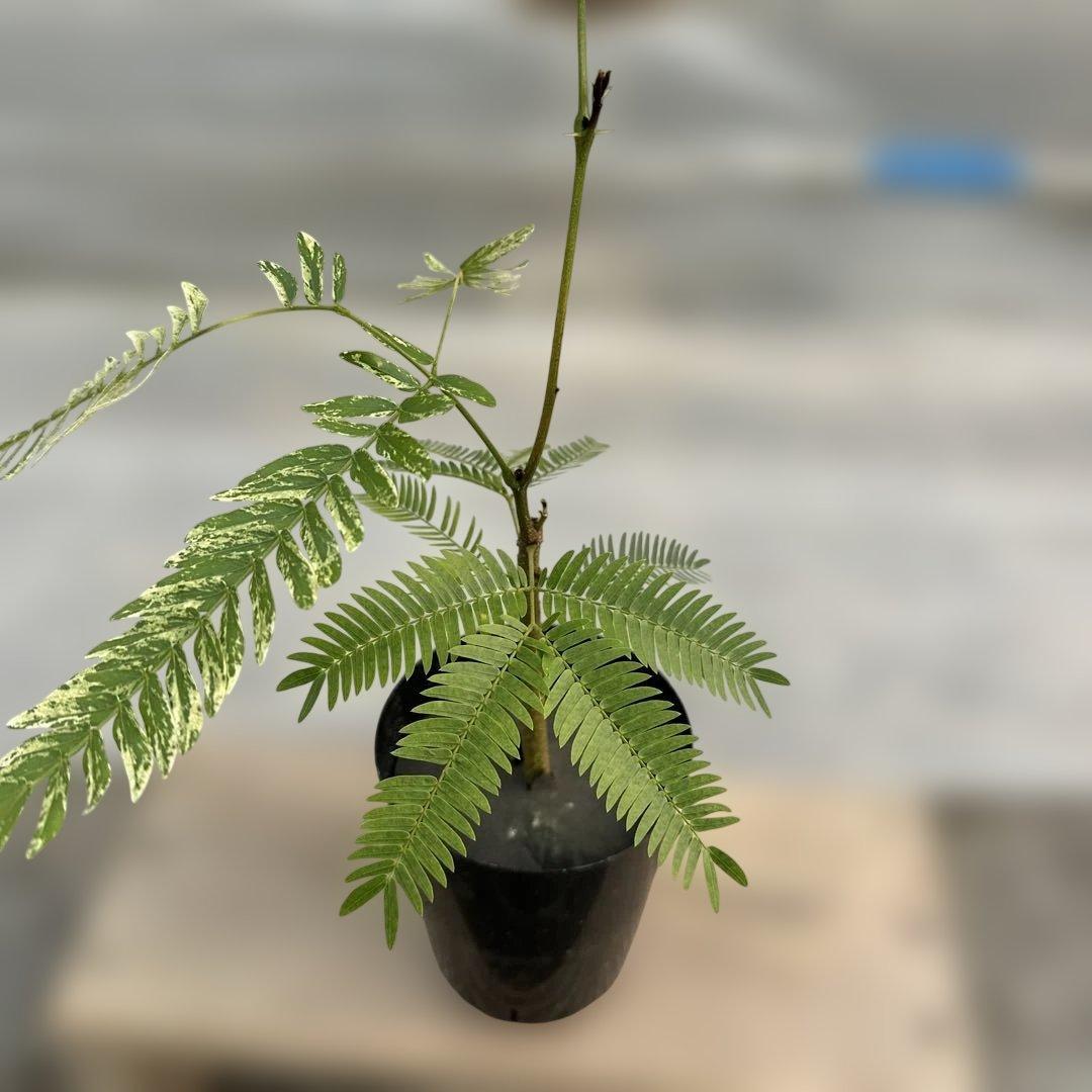 k*p様 エバーフレッシュ斑入り - メルカリ