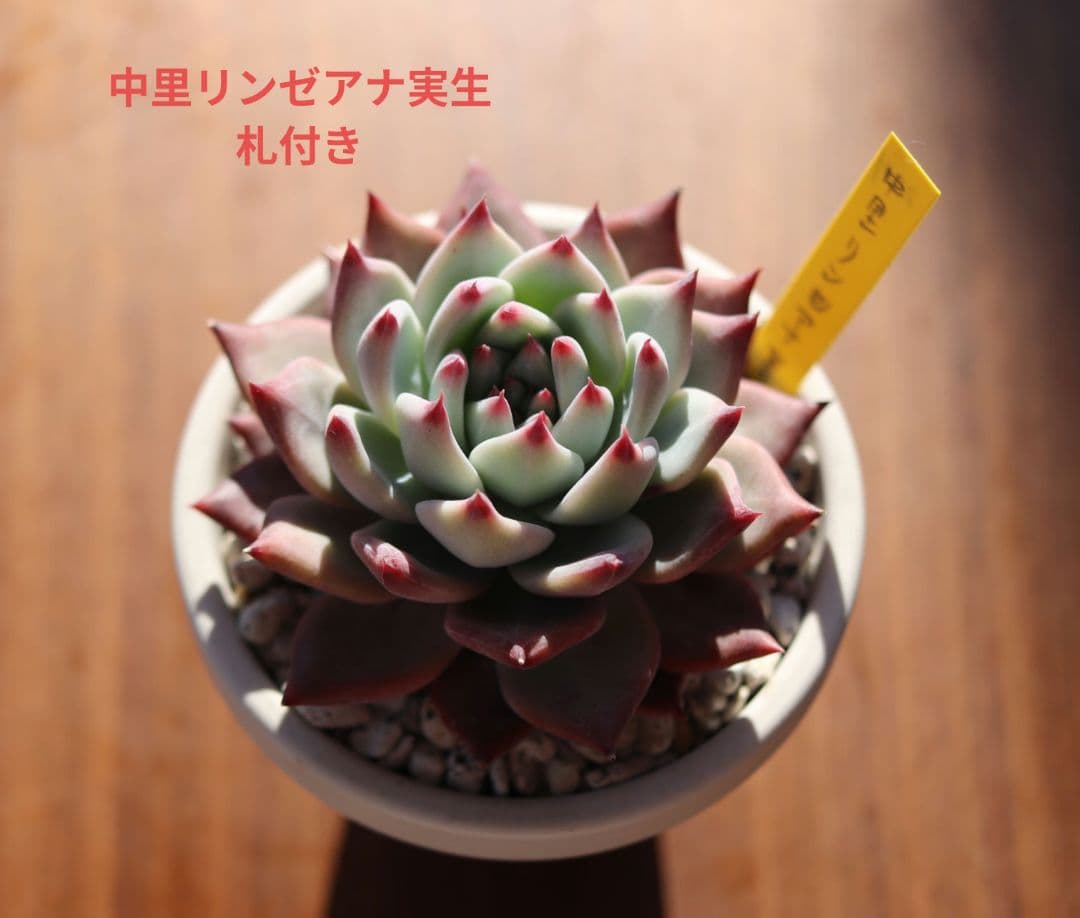 ち*ん様 サボテン相談室　リンゼアナ実生 リンゼアナ問題。 | 無職インセクトの多肉&アクアリウム