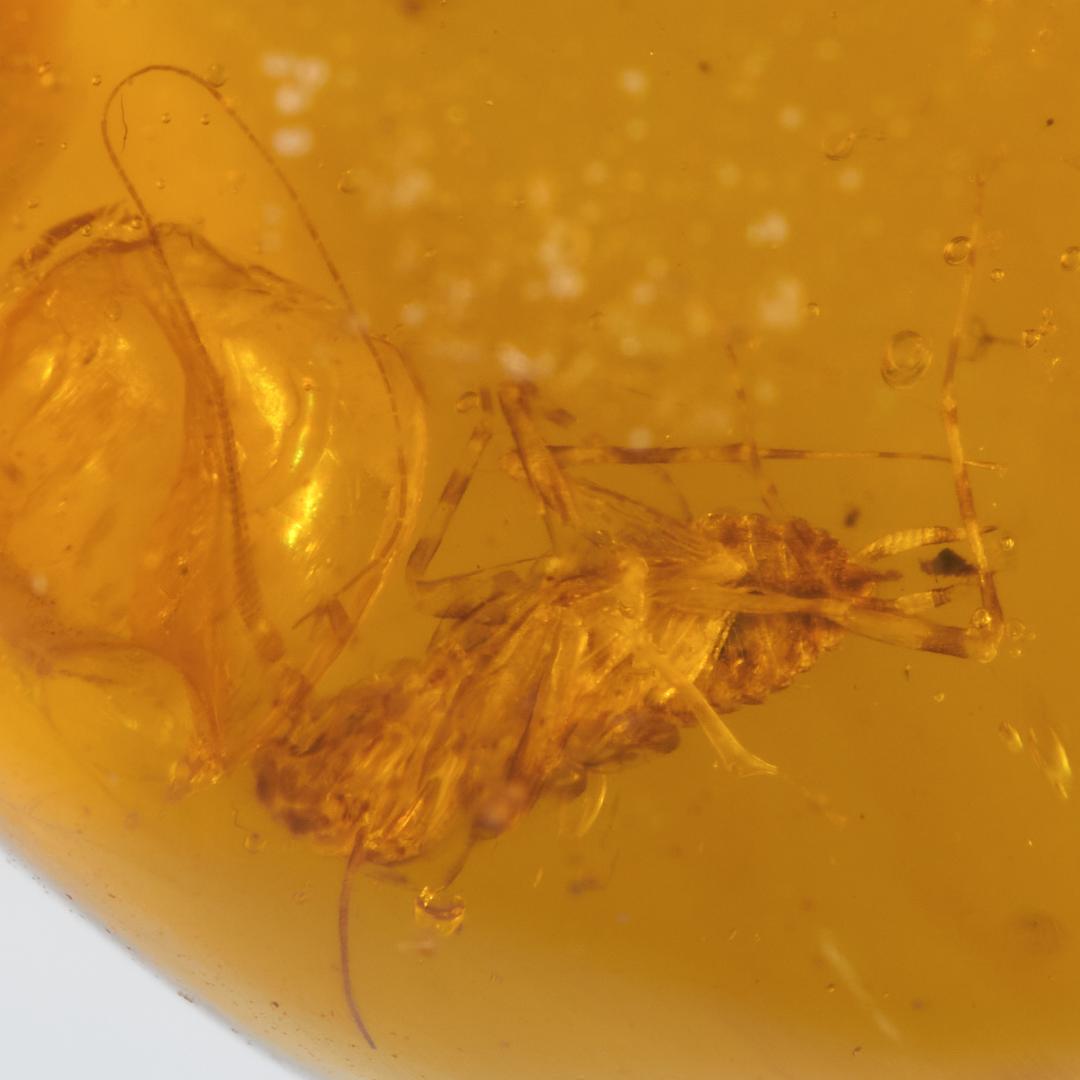 ZB325虫入り琥珀化石 ミャンマー カムティかタナイ産 9900万年前