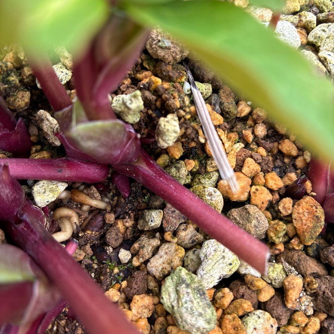 専用です。クリスマスローズ　白抜　赤軸　超希少　グリーンオーレア　ゴールド　７寸